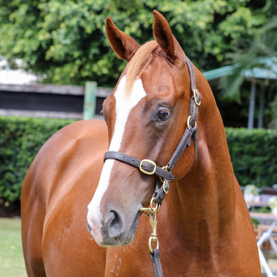 ADMIRE MARS x BANKSIA Colt with CIARON MAHER